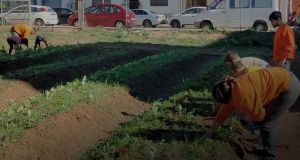 Consumo ecológico y recuperación de variedades tradicionales hortícolas valencianas